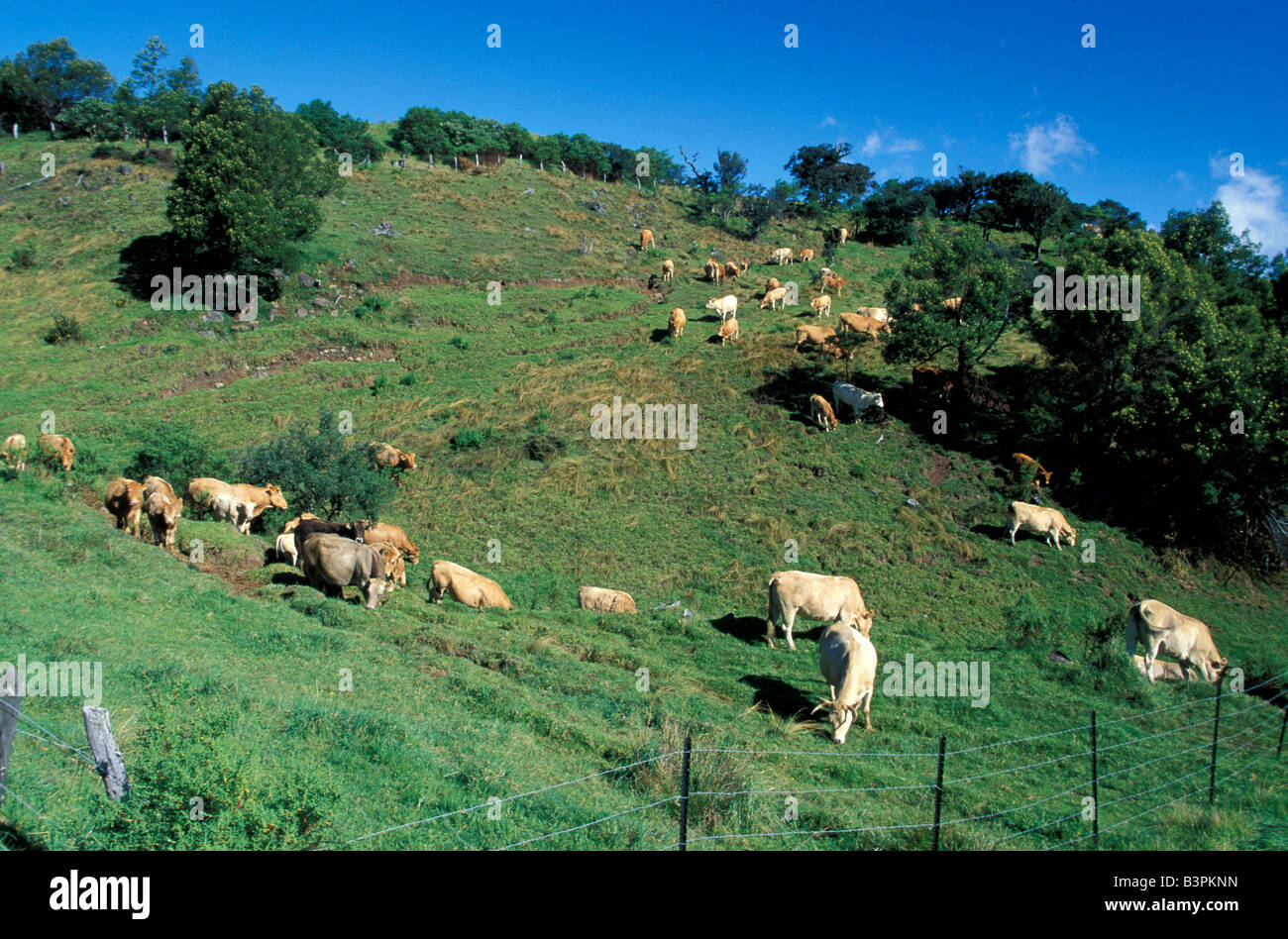 Les vaches au pâturage, de l'île de la Réunion, océan Indien, Afrique Banque D'Images