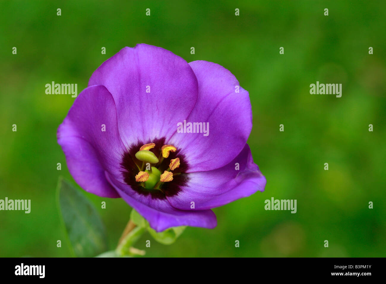 Eustoma grandiflorum Banque D'Images