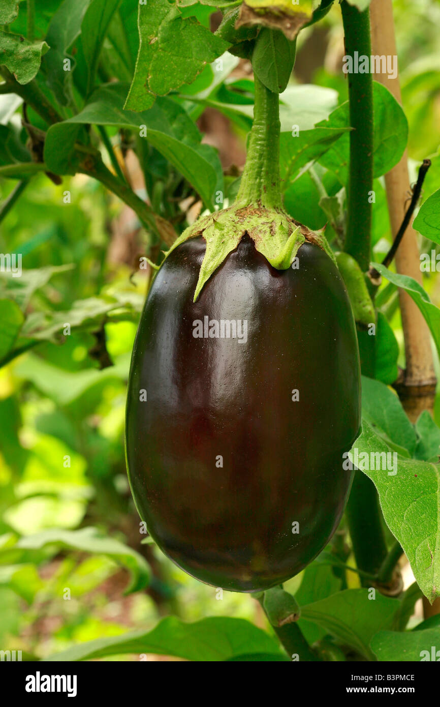 Solanum melongena 'Black Beauty' Banque D'Images