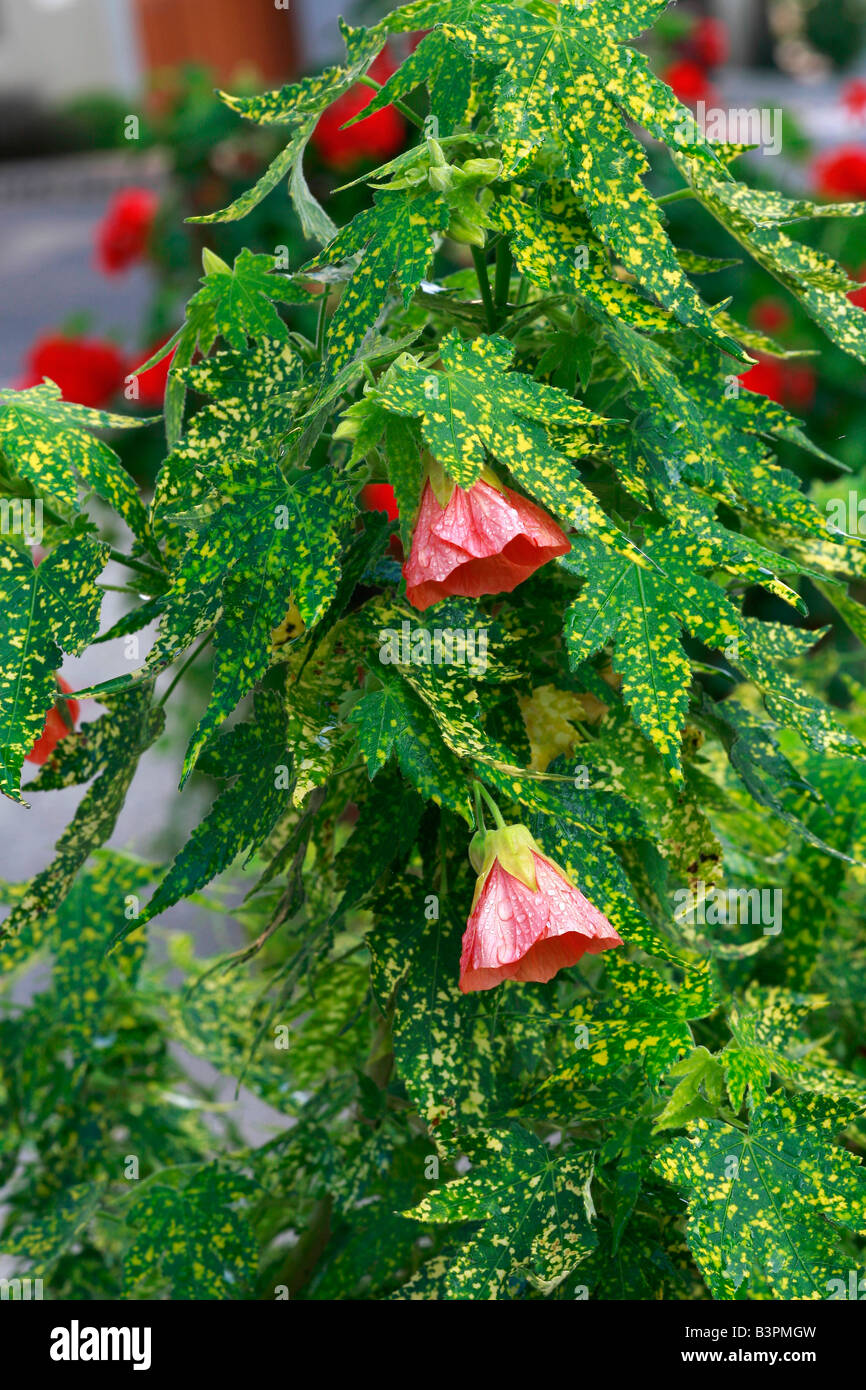 Abutilon pictum thompsonii Banque de photographies et d’images à haute ...