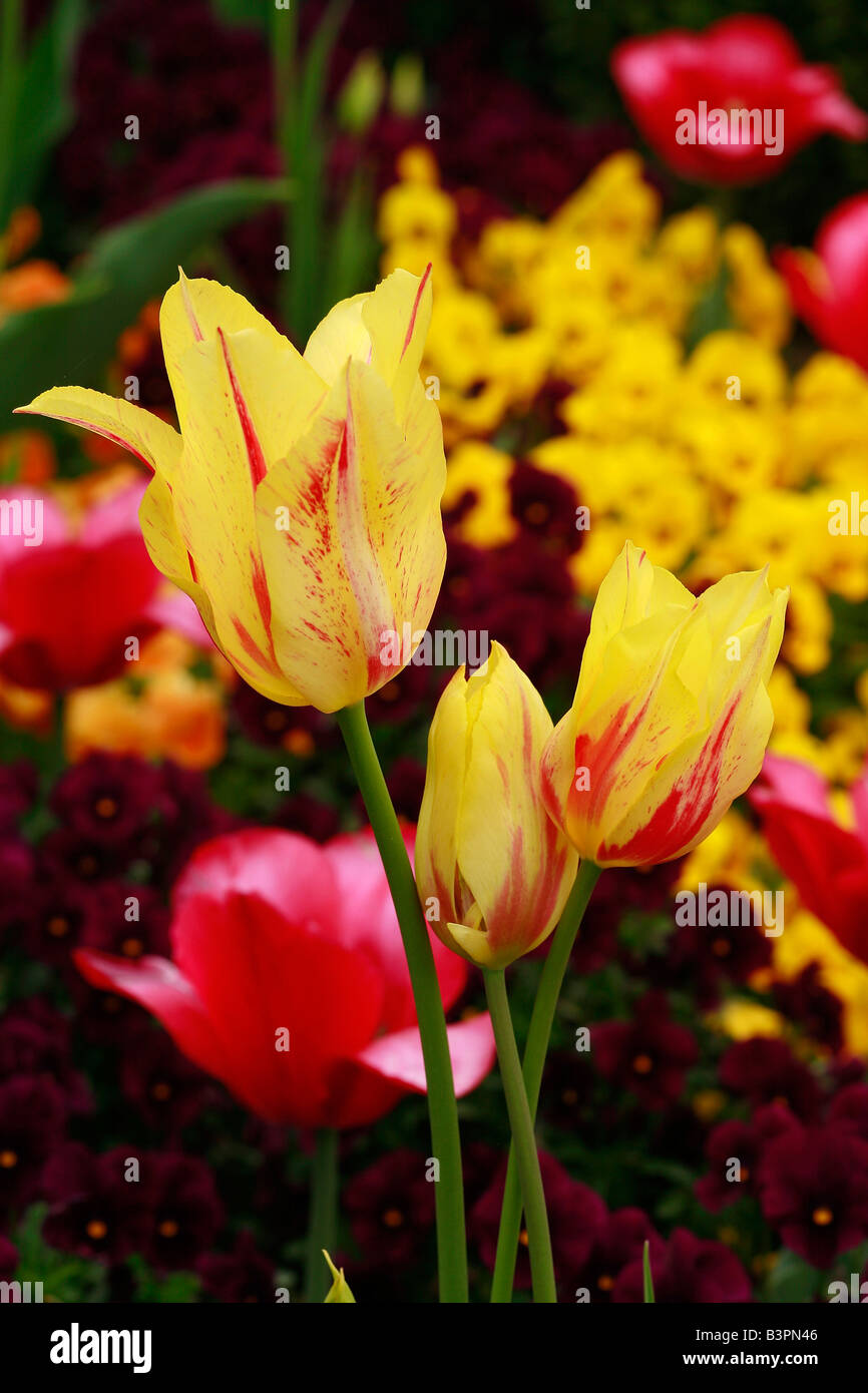 Lily-flowered tulip 'Mona Lisa' Banque D'Images