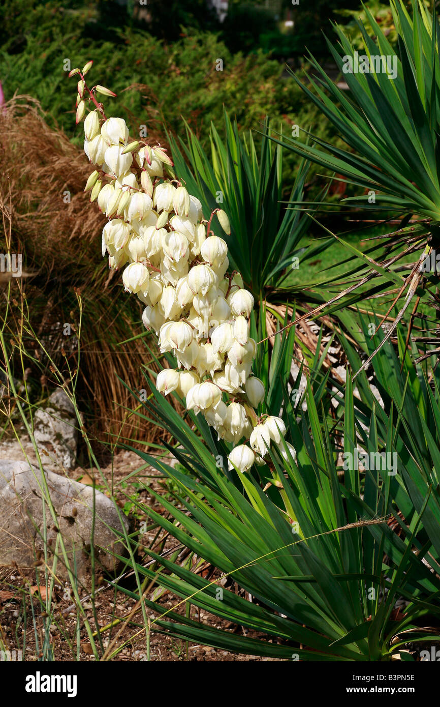 Yucca gloriosa Banque D'Images