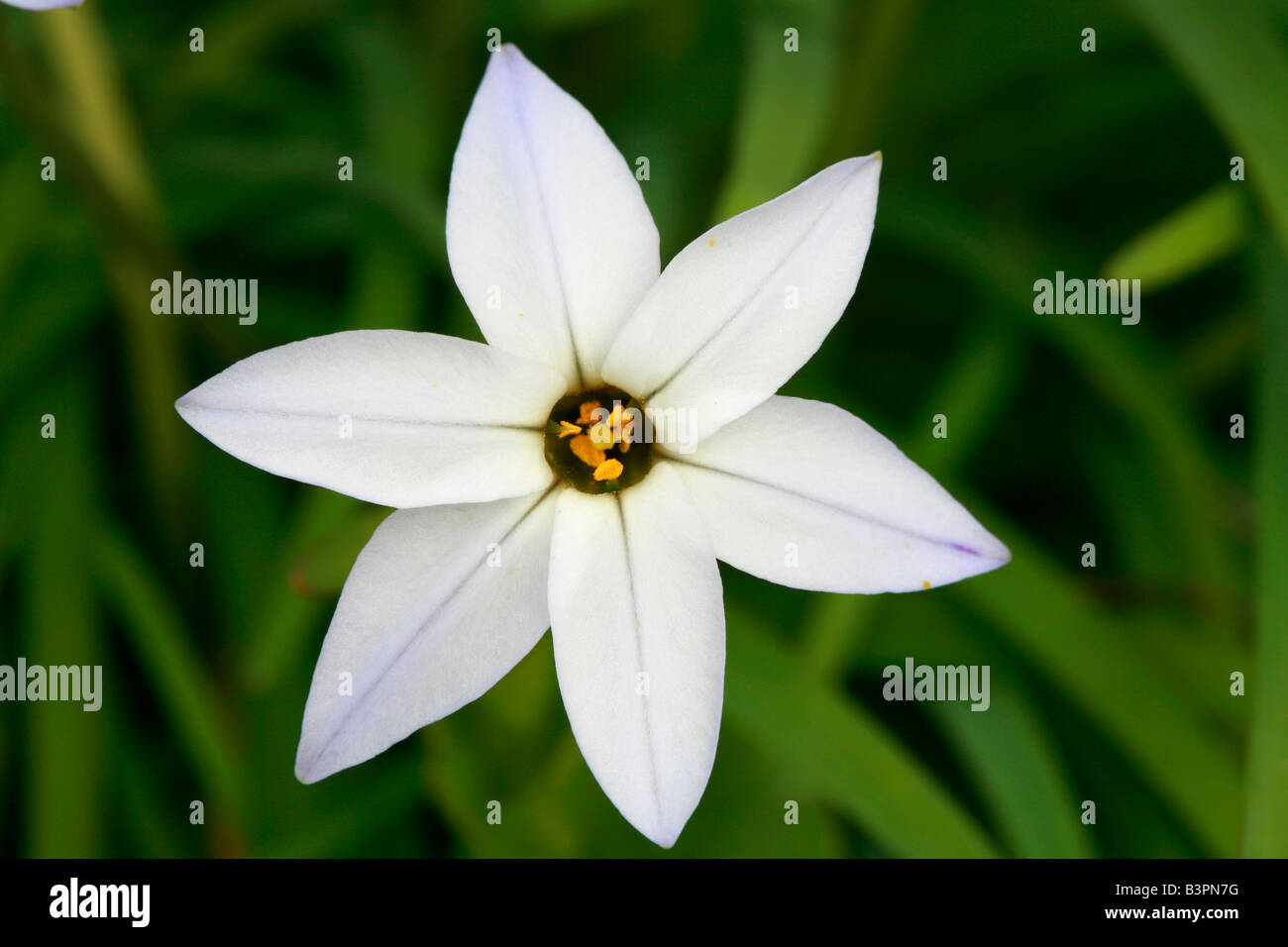 Ipheion uniflorum Banque D'Images