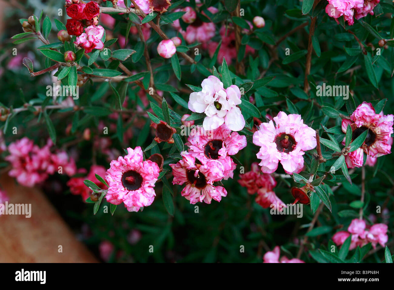 Leptospermum scoparium 'Jubilé' Banque D'Images
