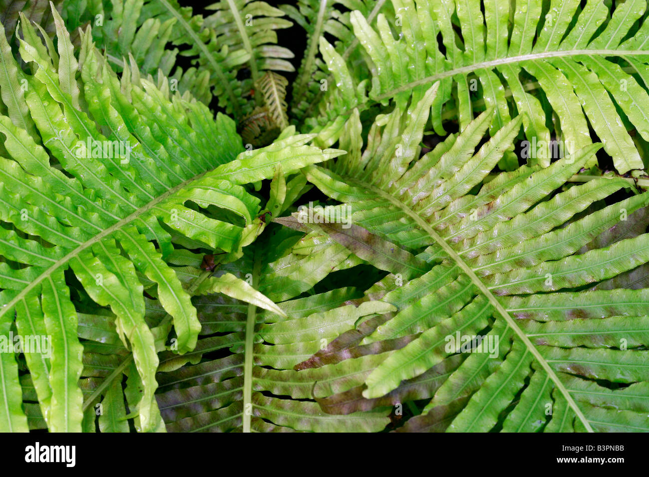 Blechnum gibbum Banque D'Images
