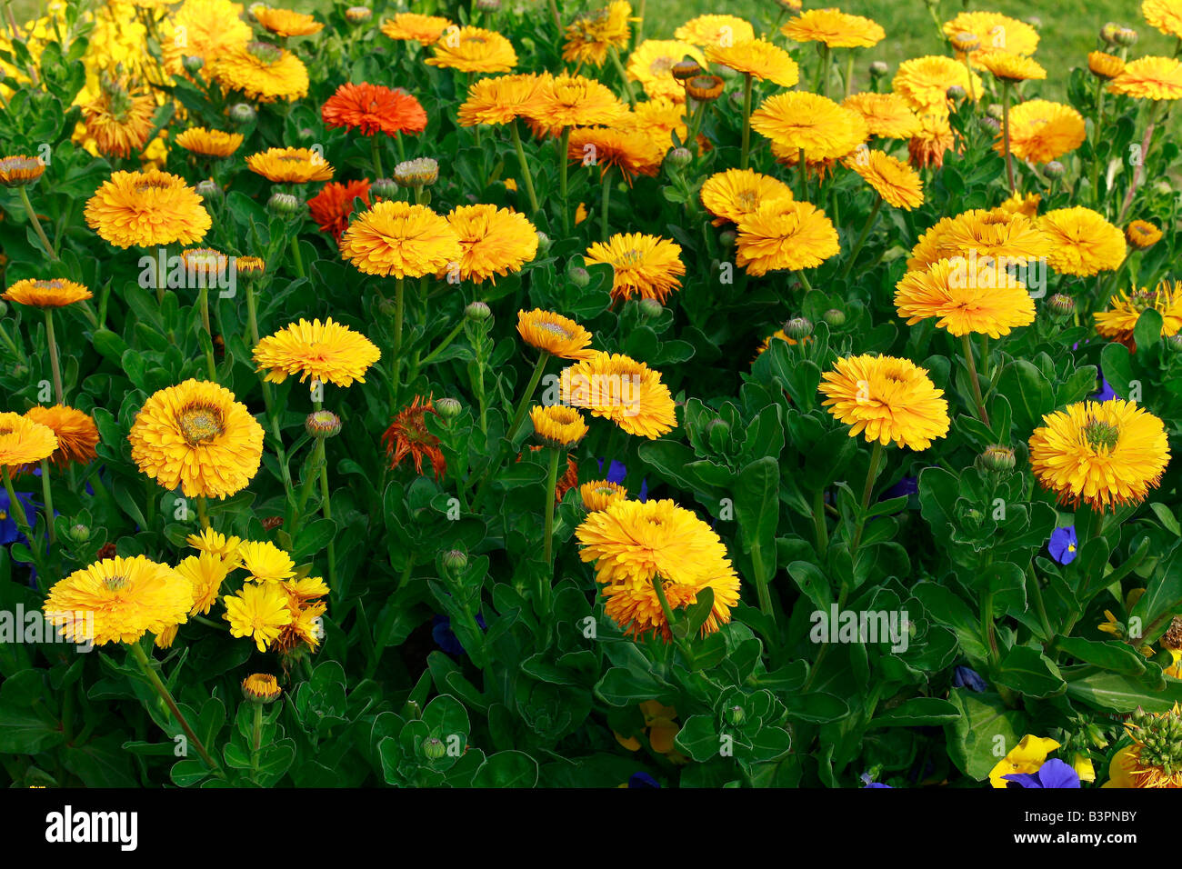 Calendula officinalis 'Fiesta Gitana' Banque D'Images