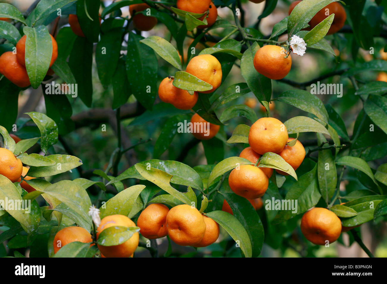 Citrus reticulata Banque de photographies et d’images à haute ...