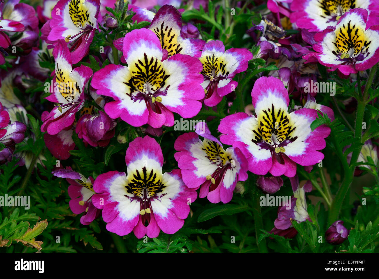 Schizanthus pinnatus 'Hit Parade' Banque D'Images