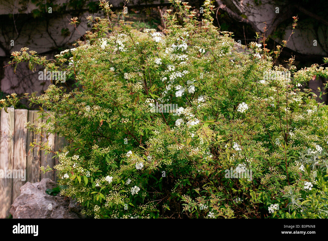 Spiraea sp. Banque D'Images