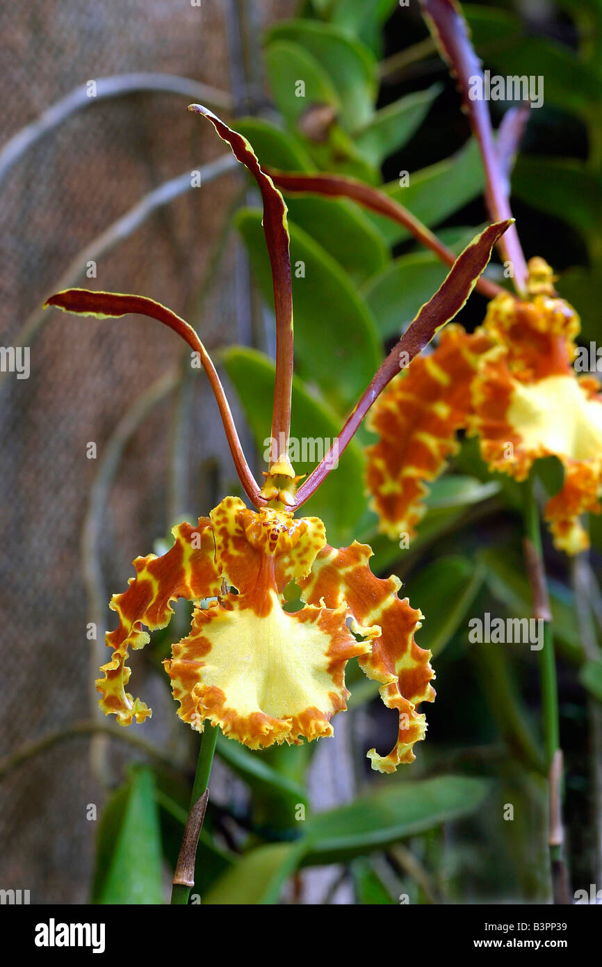 Psychopsis papilio Banque D'Images