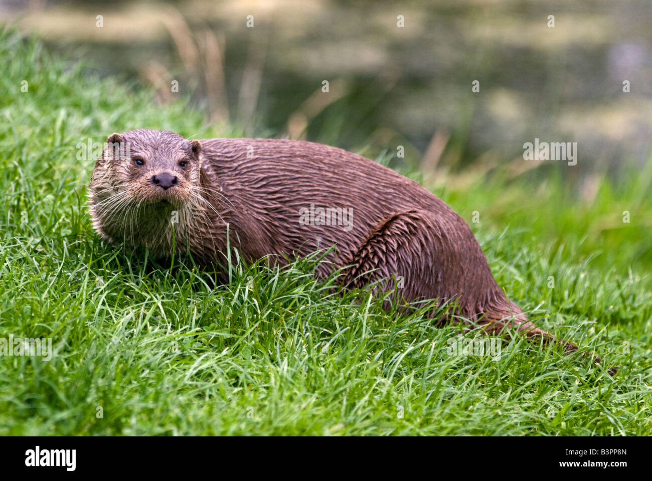 Eurasian loutre (Lutra lutra), Royaume-Uni Banque D'Images