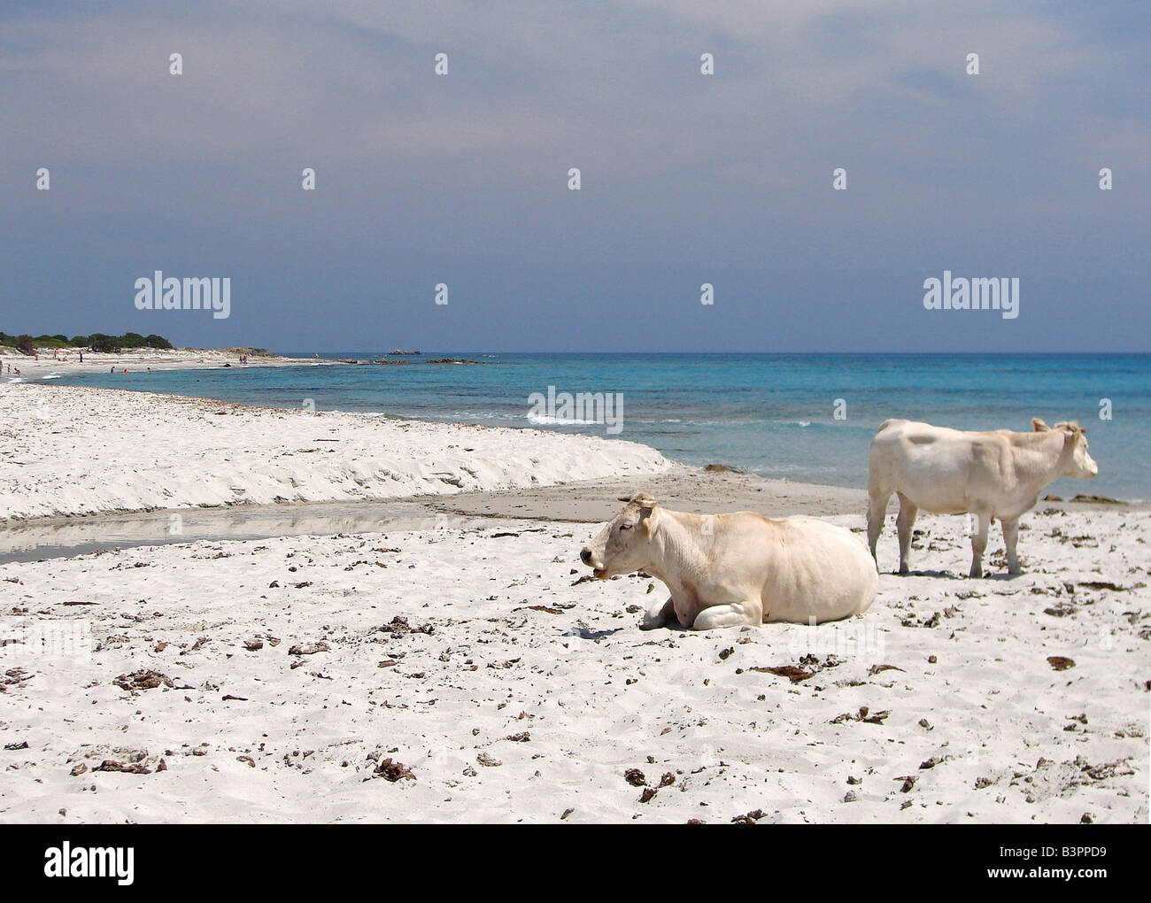 La plage de Berchida, Siniscola, Sardaigne, Italie Banque D'Images