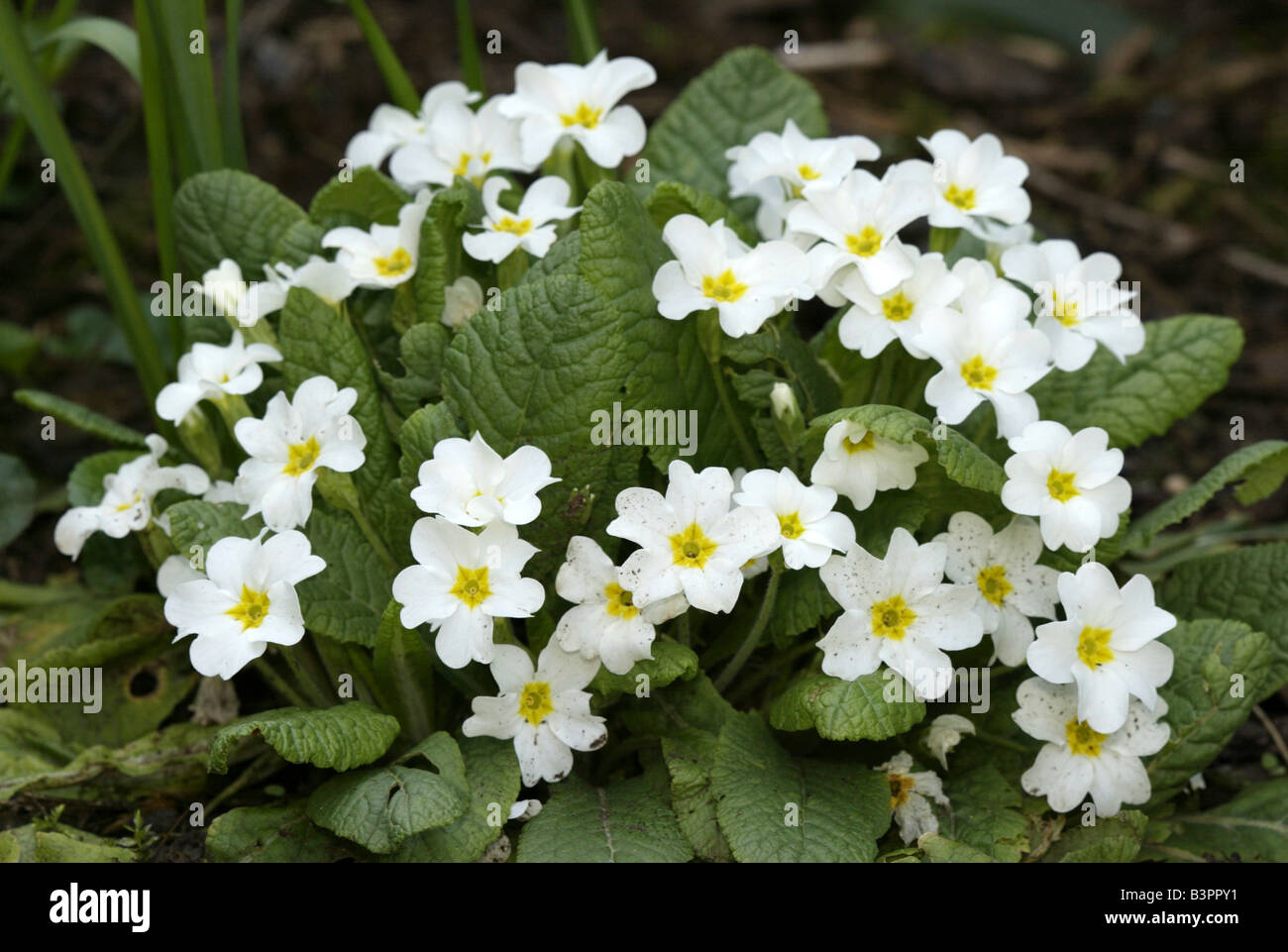 Fleurs blanches de la primevère (Primula vulgaris) Banque D'Images