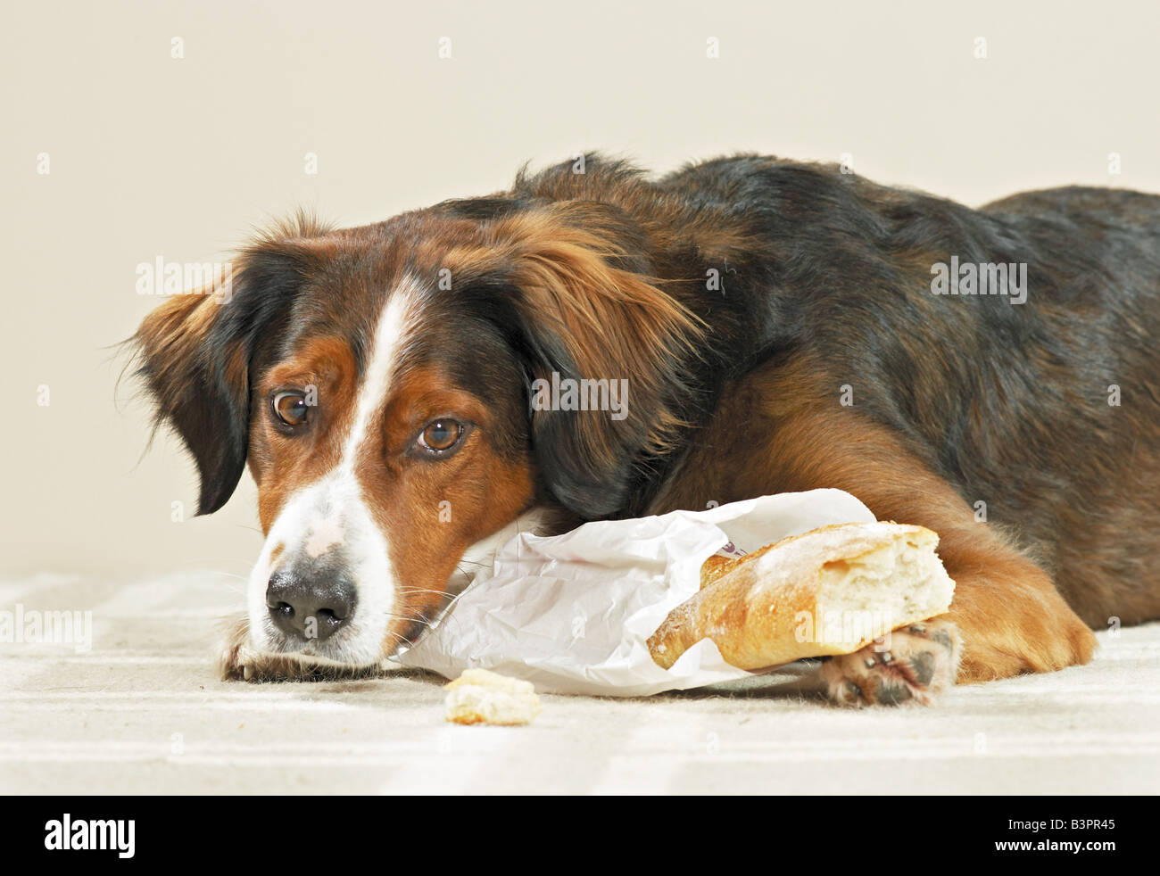 Mauvaise habitude : half breed dog / baguette Banque D'Images