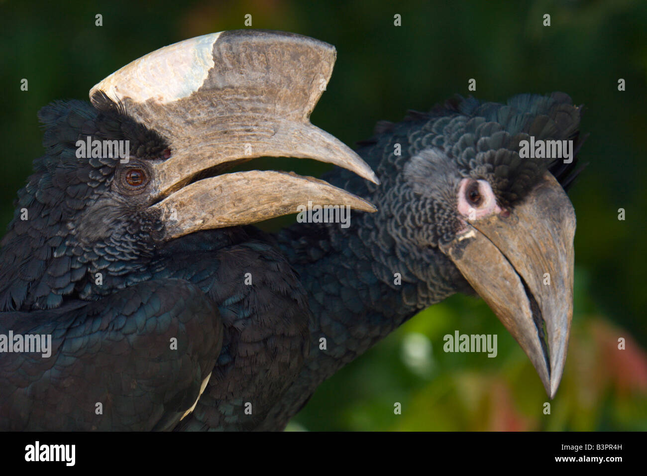 Oiseau calao paire d'oiseaux exotiques en Ouganda Banque D'Images