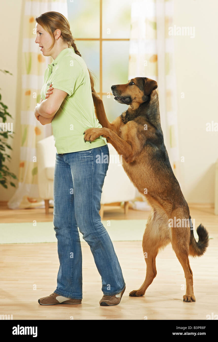 Half Breed dog avec femme / Banque D'Images