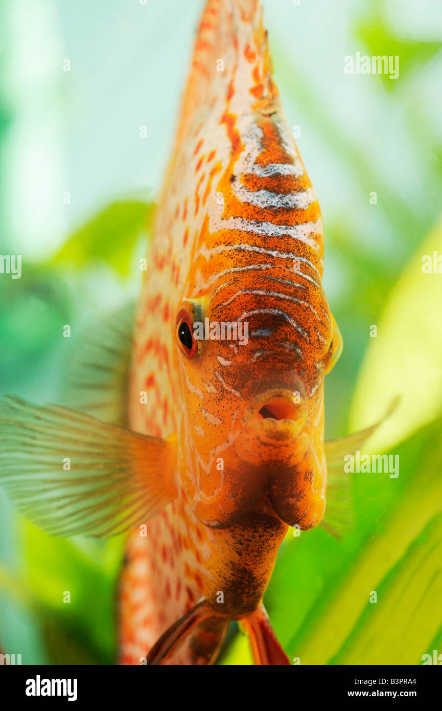 Le sang de pigeon Peau de serpent, des poissons de disque (Symphysodon) Banque D'Images