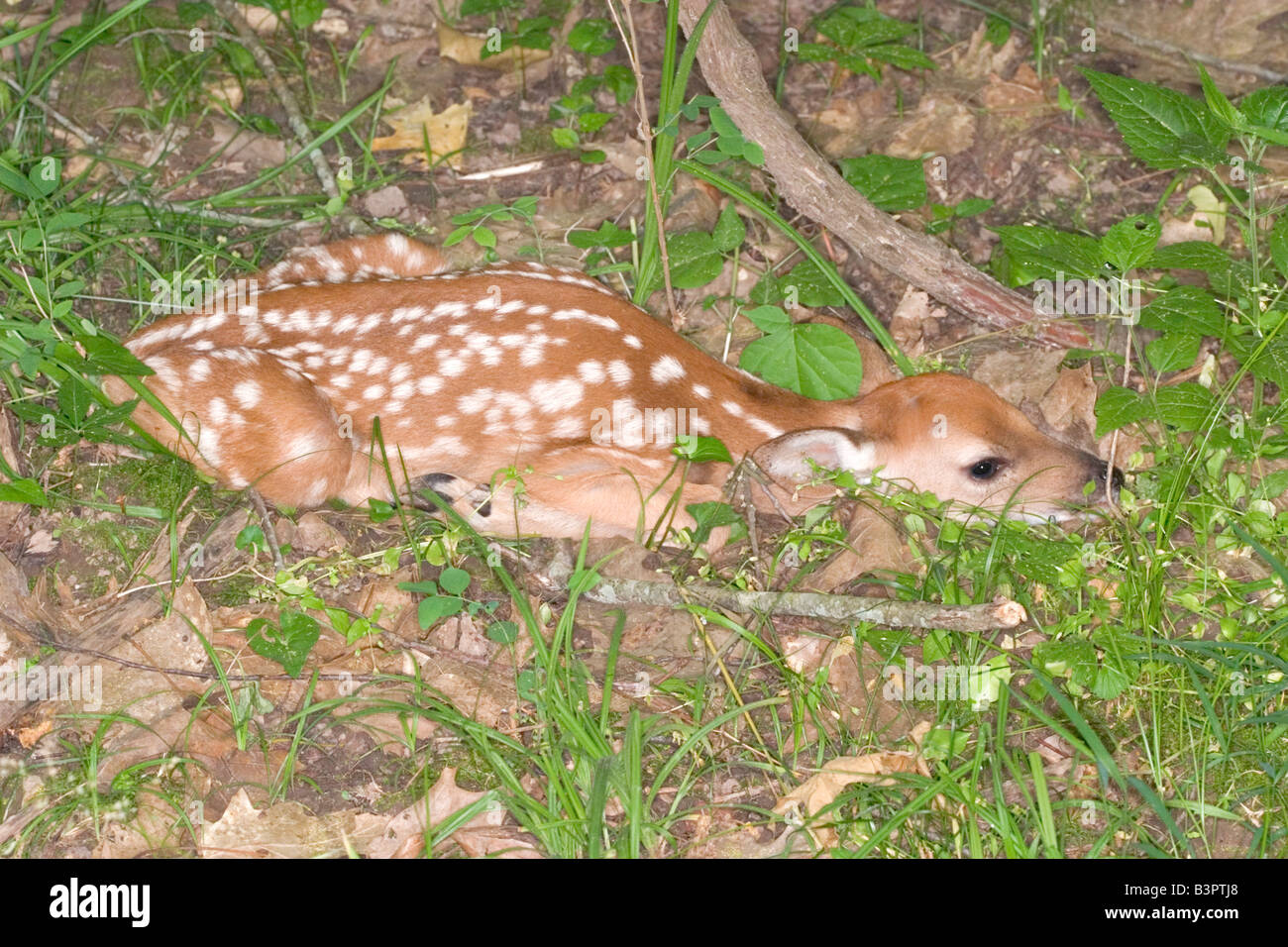 White-tailed deer fawn Banque D'Images