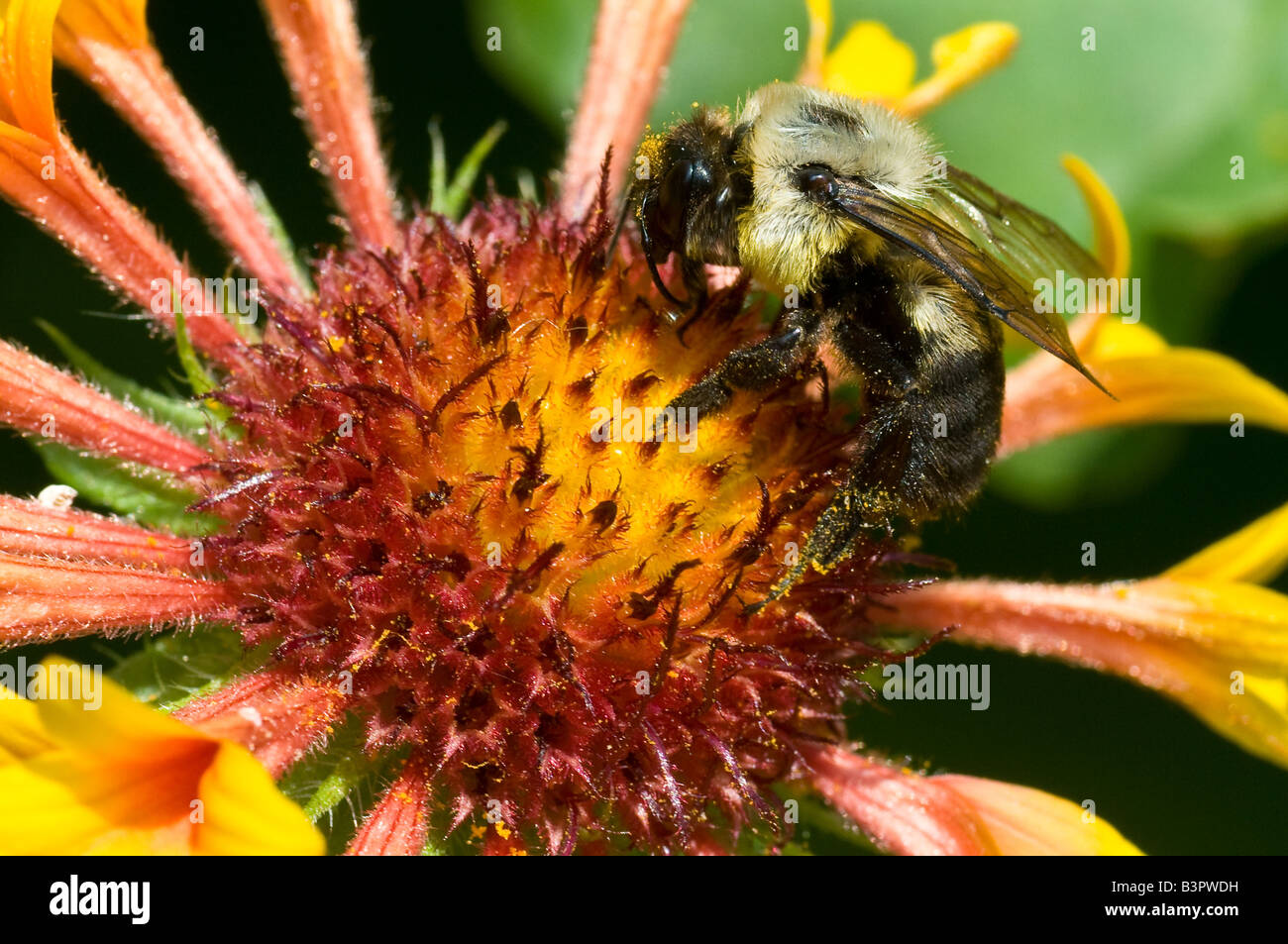 Une abeille la collecte du pollen d'une fleur, macro Banque D'Images