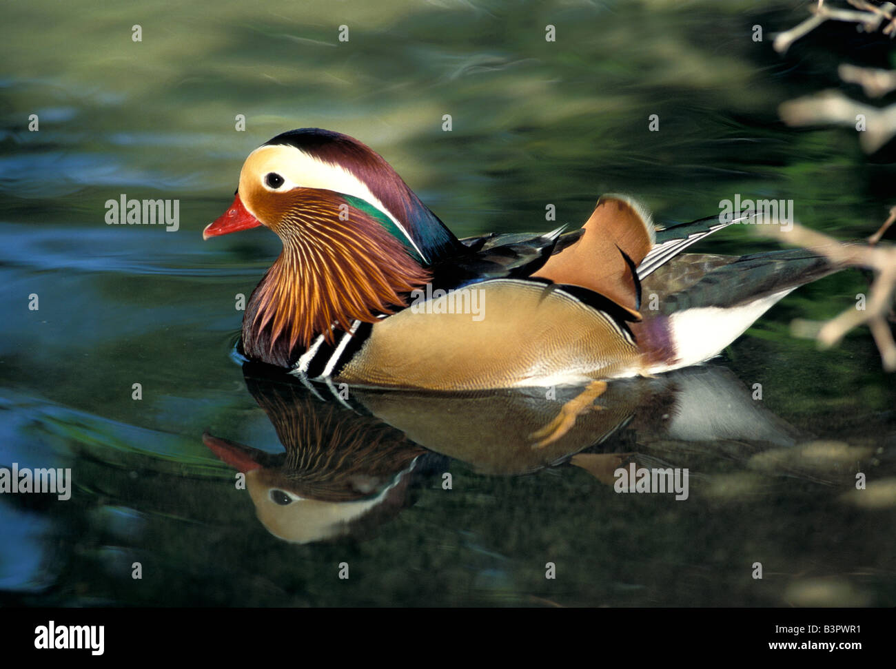 Canard Mandarin Aix galericulata Zoo Tucson Arizona United States Février anatidés mâles adultes Banque D'Images
