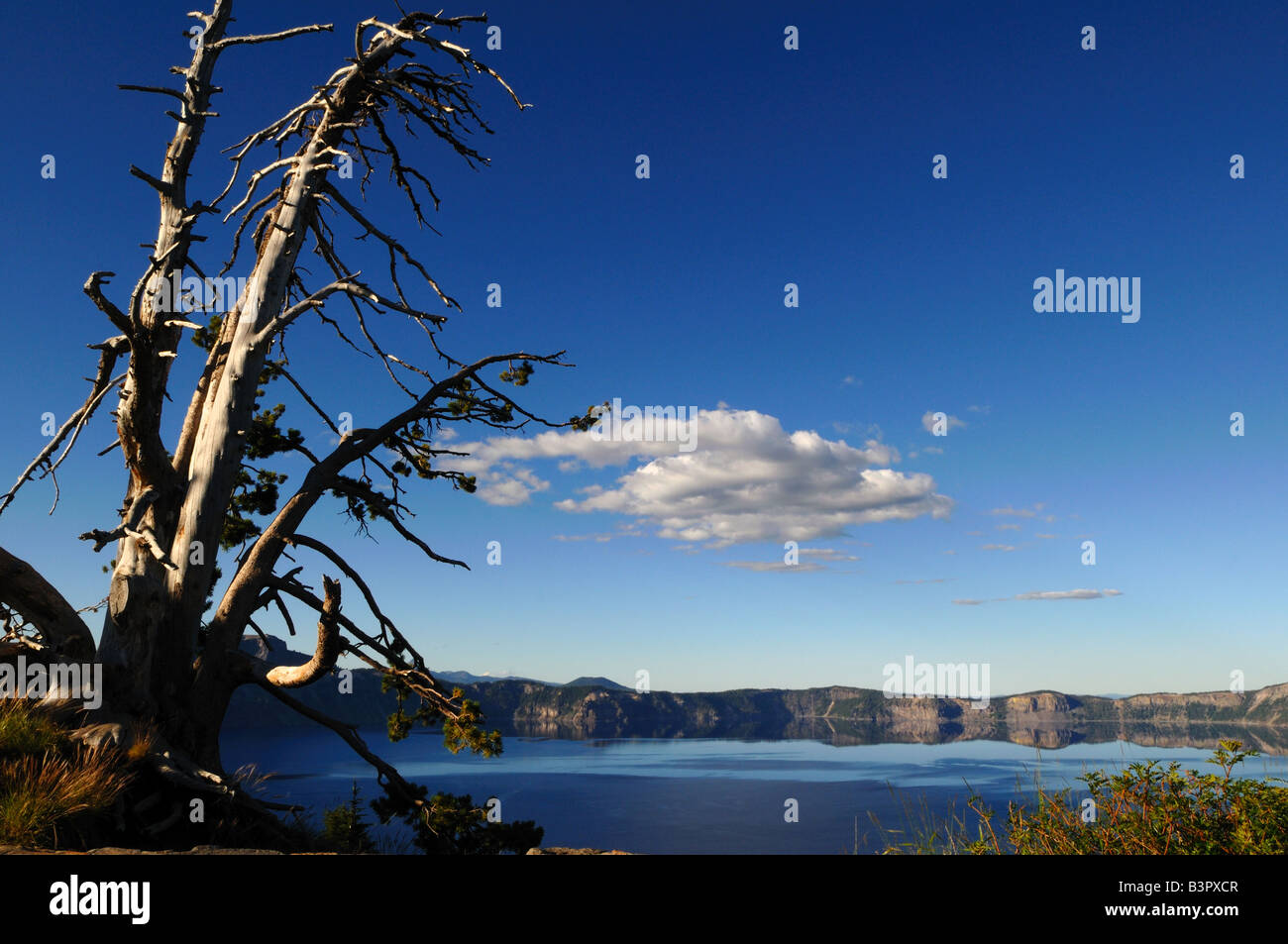 Squelette d'arbre de pin sur le bord du cratère du lac. Le Crater Lake National Park, Oregon, USA. Banque D'Images