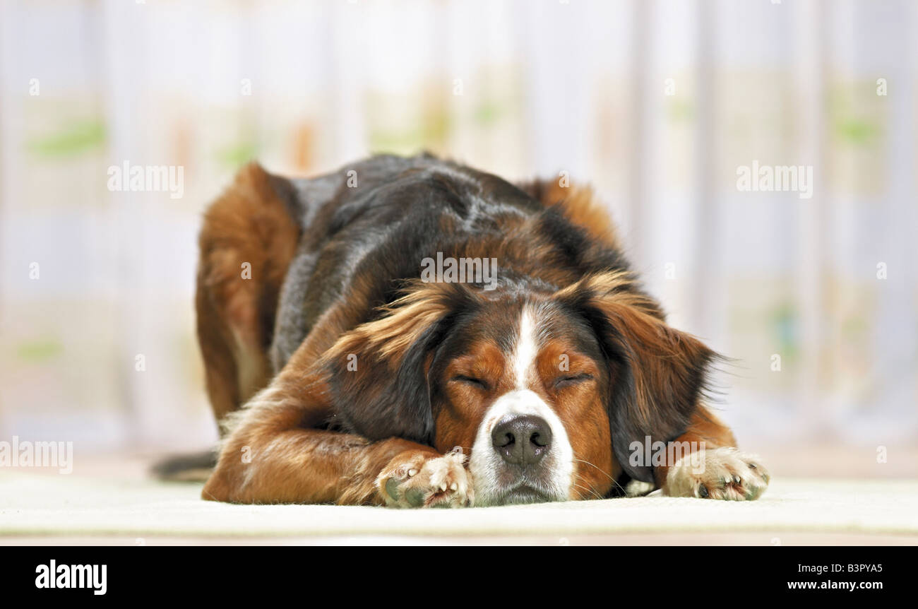 Half Breed dog - lying Banque D'Images