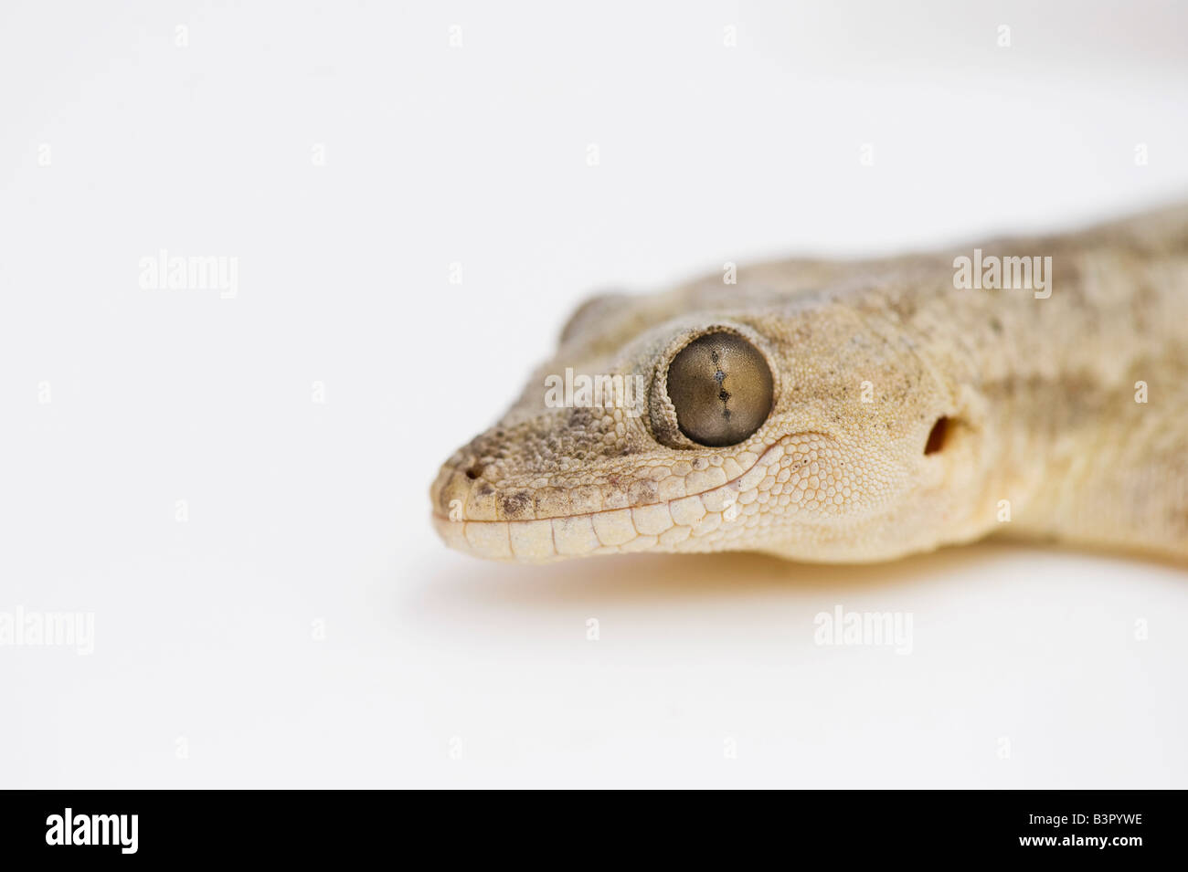 Gecko sur blanc, Close up on head Banque D'Images