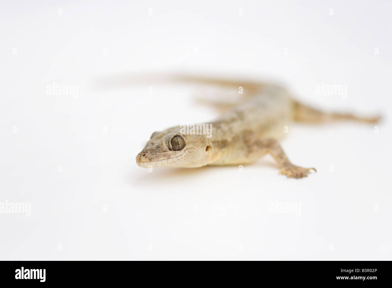 Gecko blanc Banque D'Images