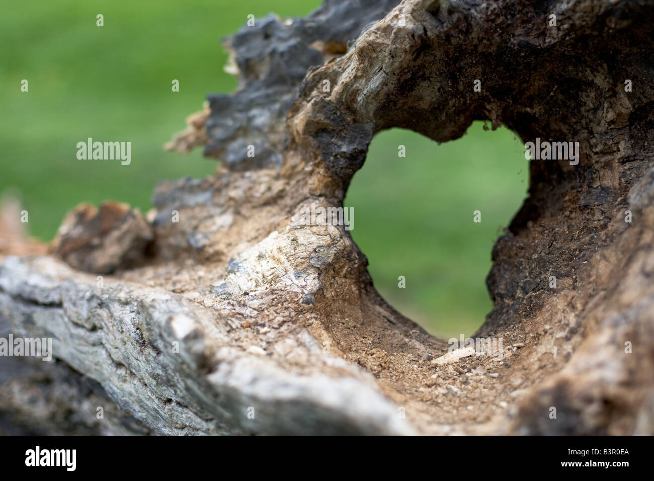 Trou en forme de coeur dans un tronc d'arbre log Banque D'Images