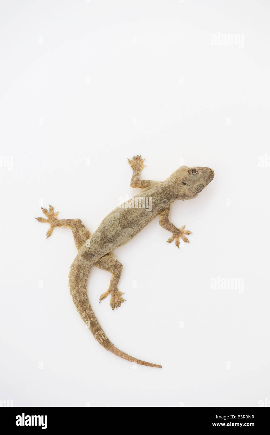 Gecko blanc Banque D'Images