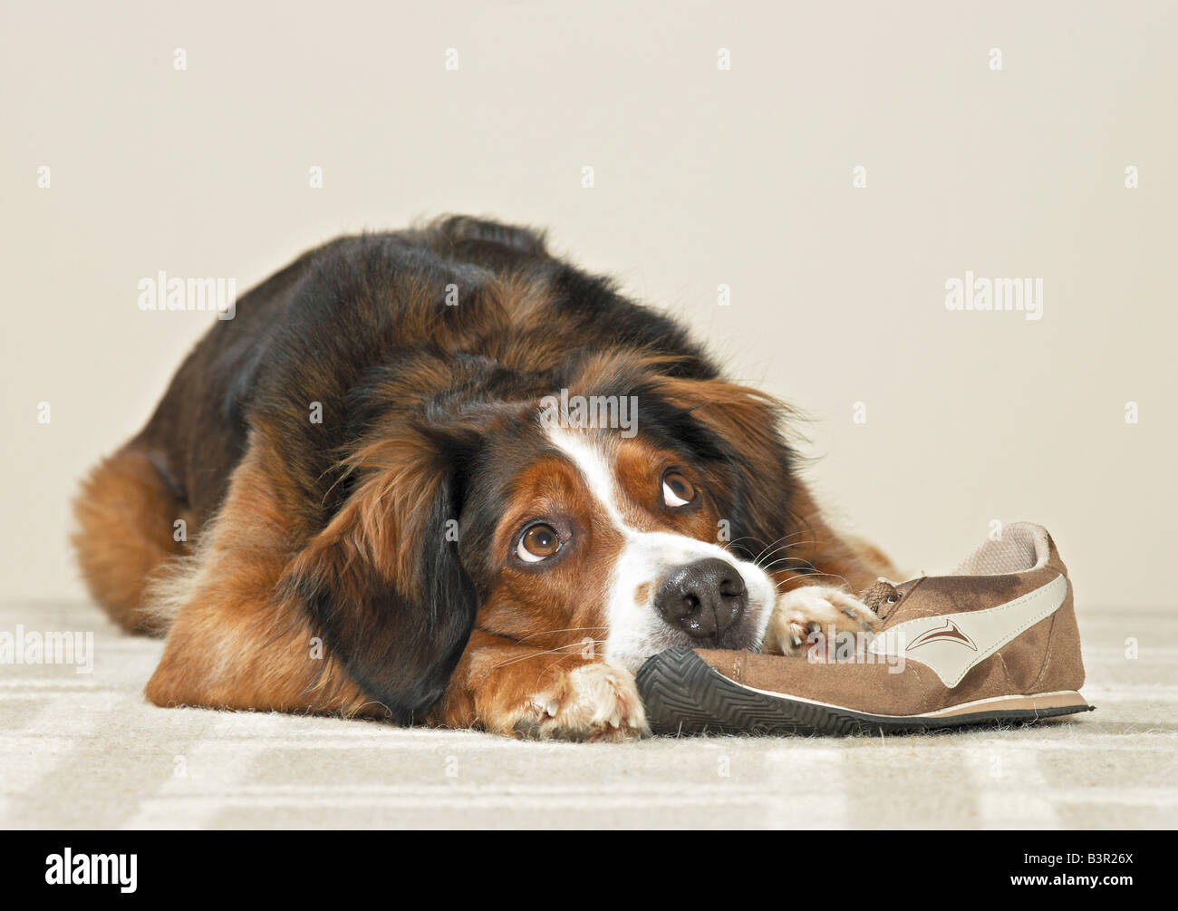 Chien de race mixte par un vol de chaussure. Allemagne Banque D'Images