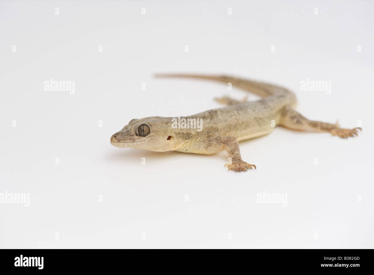 Gecko blanc Banque D'Images