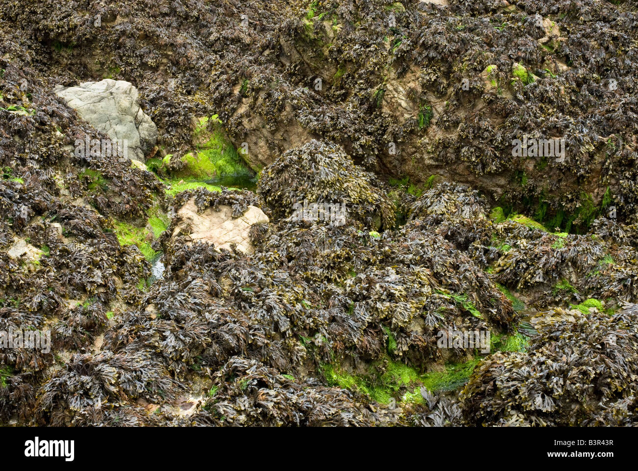 Fucus vésiculeux (Fucus vesiculosus) et de la crémaillère (Fucus serratus) sur un rivage rocailleux Banque D'Images
