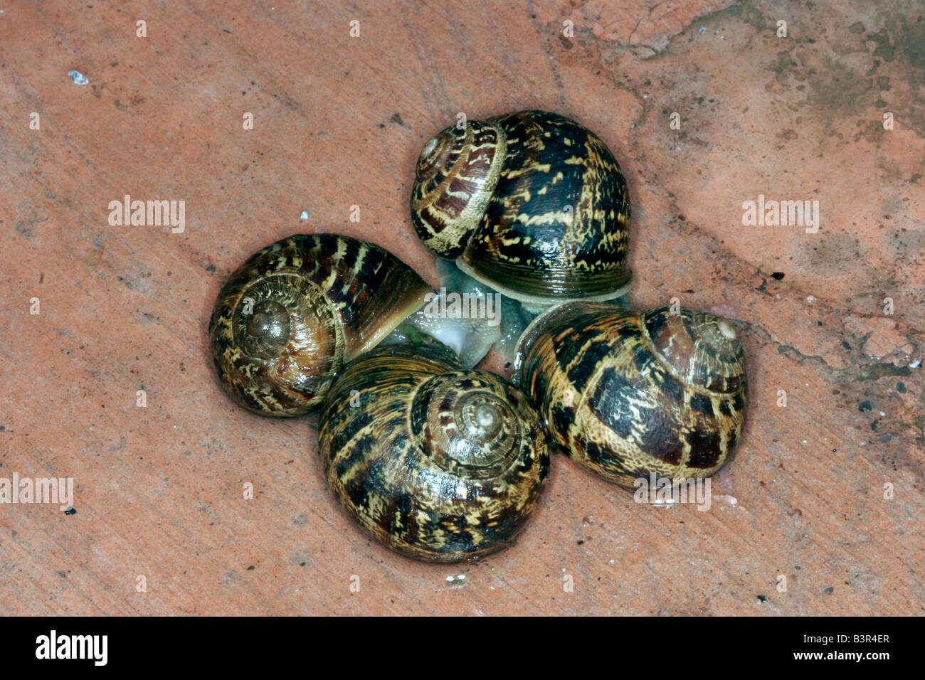 Escargot Helix aspersa Silver City Nouveau Mexique États-Unis 28 juillet adultes Helicidae accouplement Banque D'Images