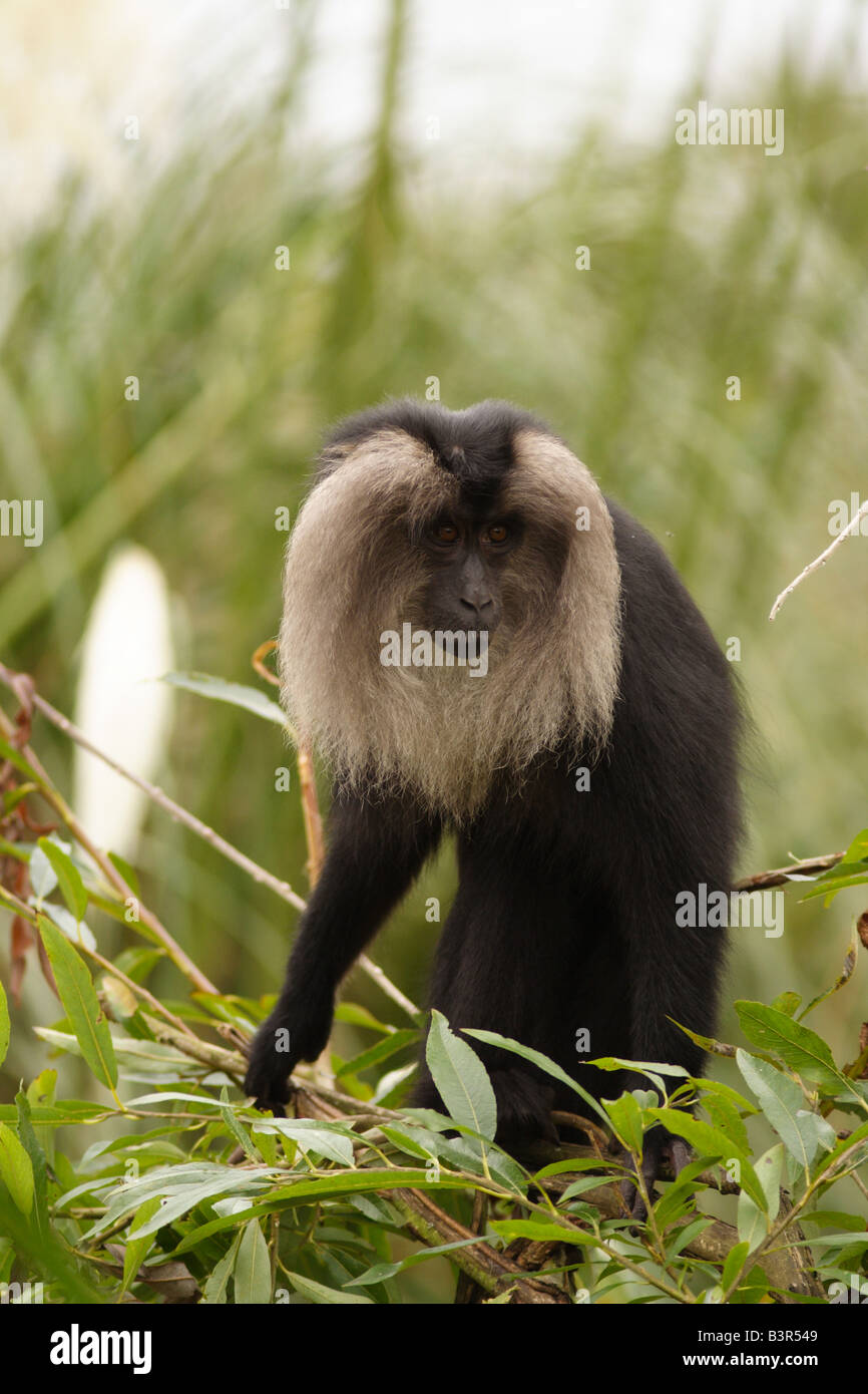 Critique d'extinction à queue de lion Macaque Banque D'Images