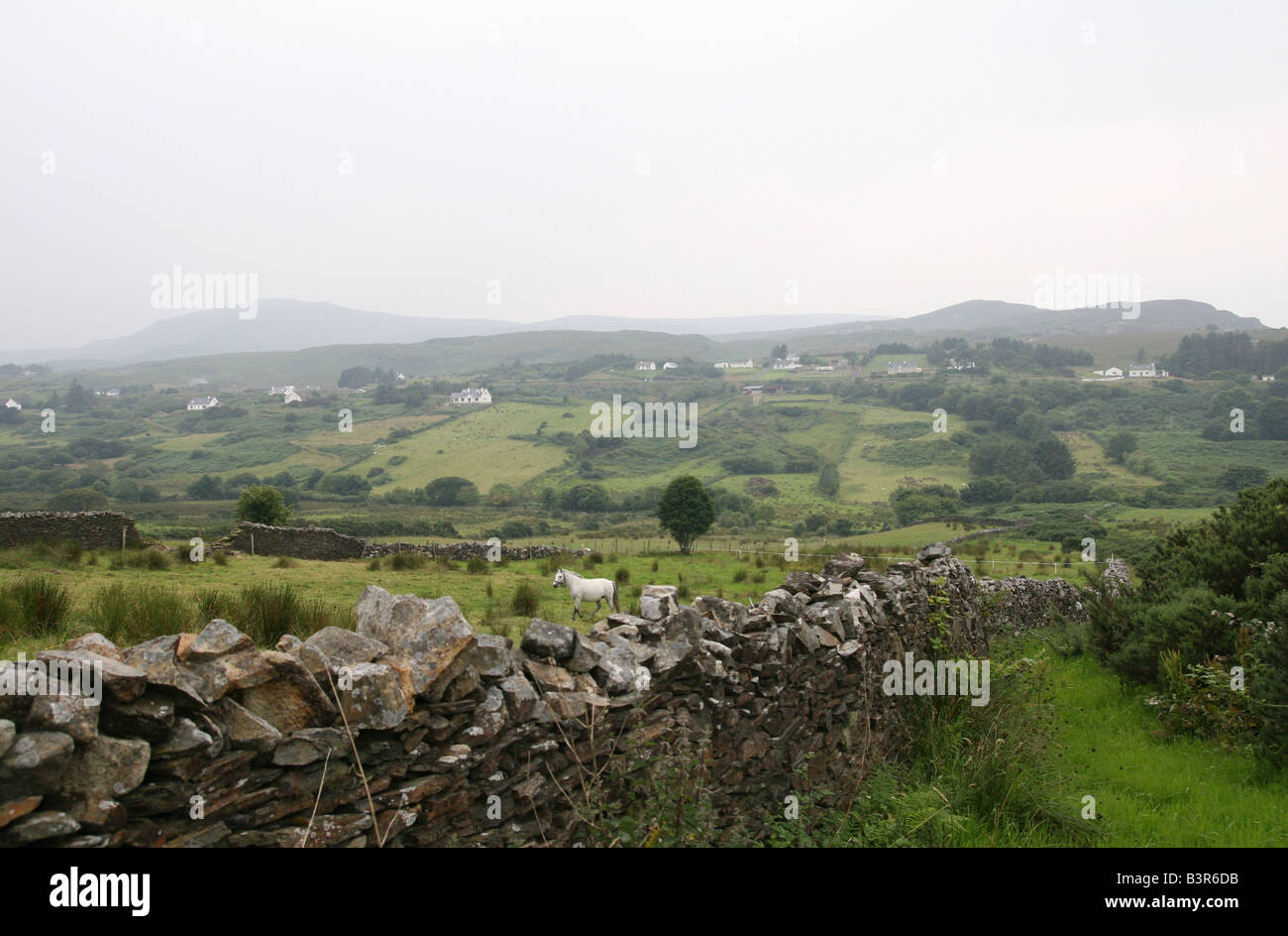 Un cheval blanc dans un champ vert luxuriant en milieu rural le comté de Donegal, en Irlande. Banque D'Images