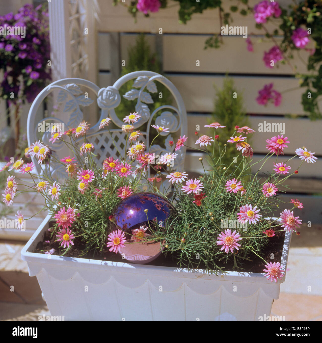 Pot de marguerites dans /'Argyranthemum frutescens Banque D'Images