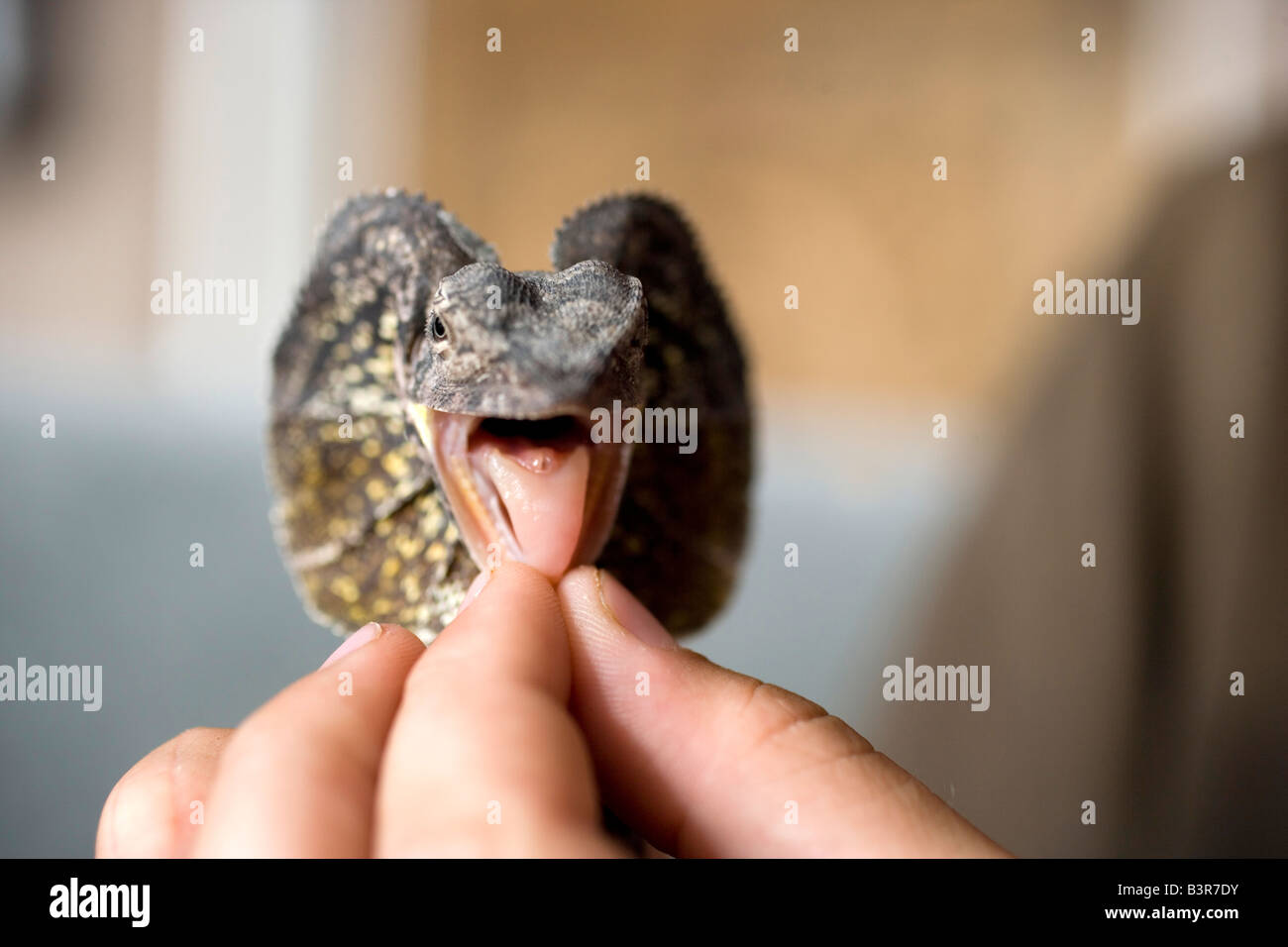 Avis de frilled lizard, bouche ouverte Banque D'Images