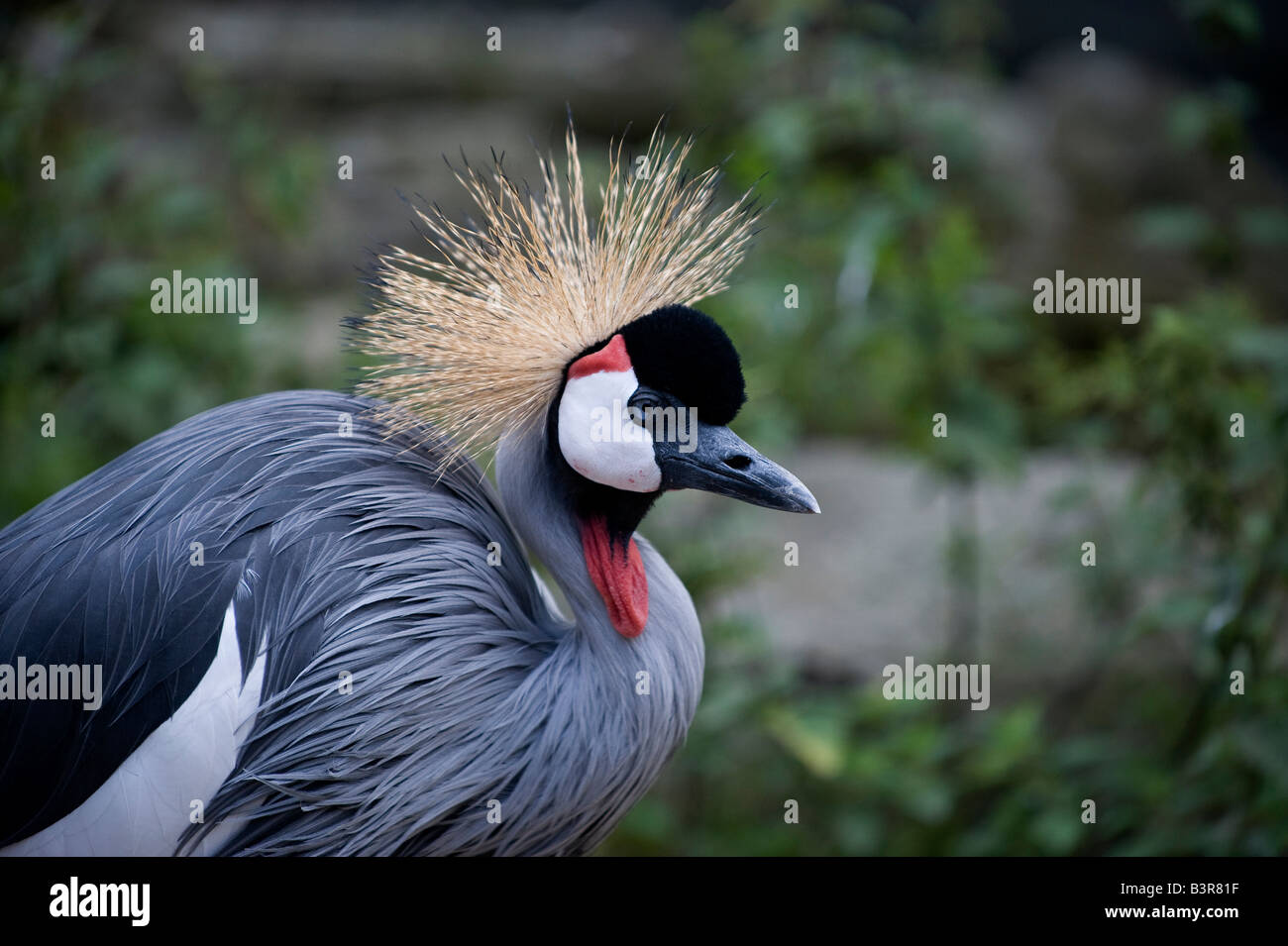 Grue couronnée d'Afrique de l'est capturé dans le zoo de Copenhague au Danemark Banque D'Images