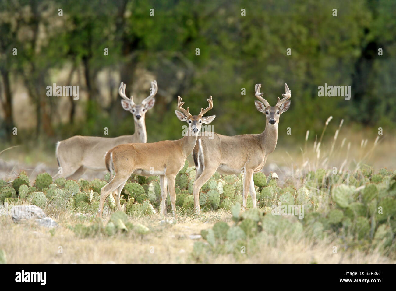 Le cerf de Virginie Banque D'Images