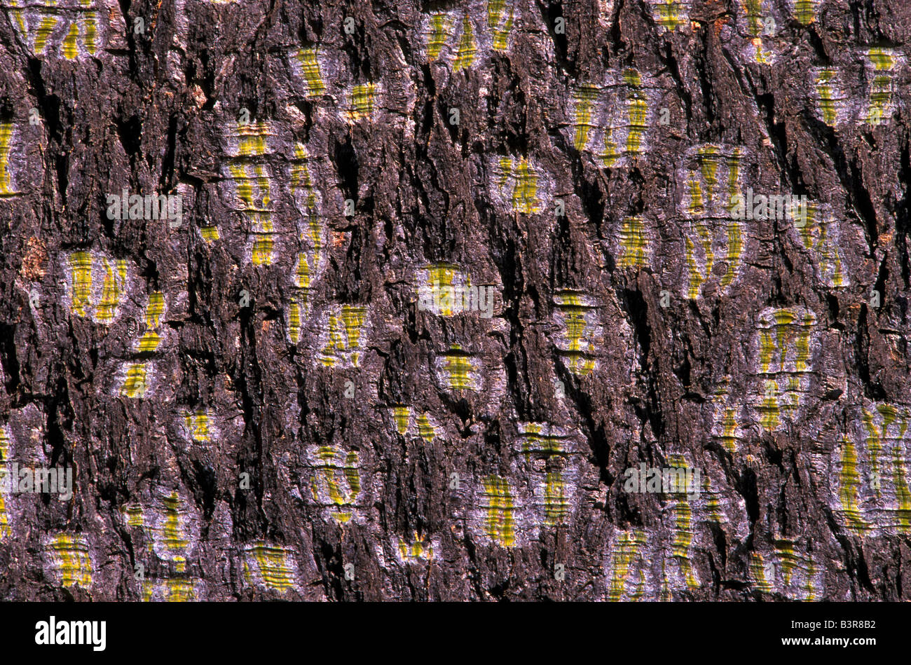 Détail de l'écorce des arbres Banque D'Images