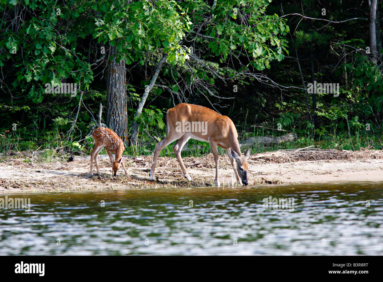 Queue blanche biche et faon de boire du Lac de Kabetogama, Voyageurs  National Park Photo Stock - Alamy