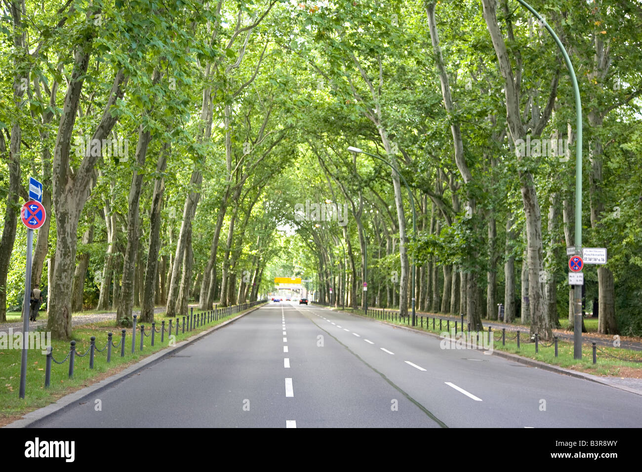 Une route bordée d'arbres formant une canopée à Berlin Allemagne Banque D'Images