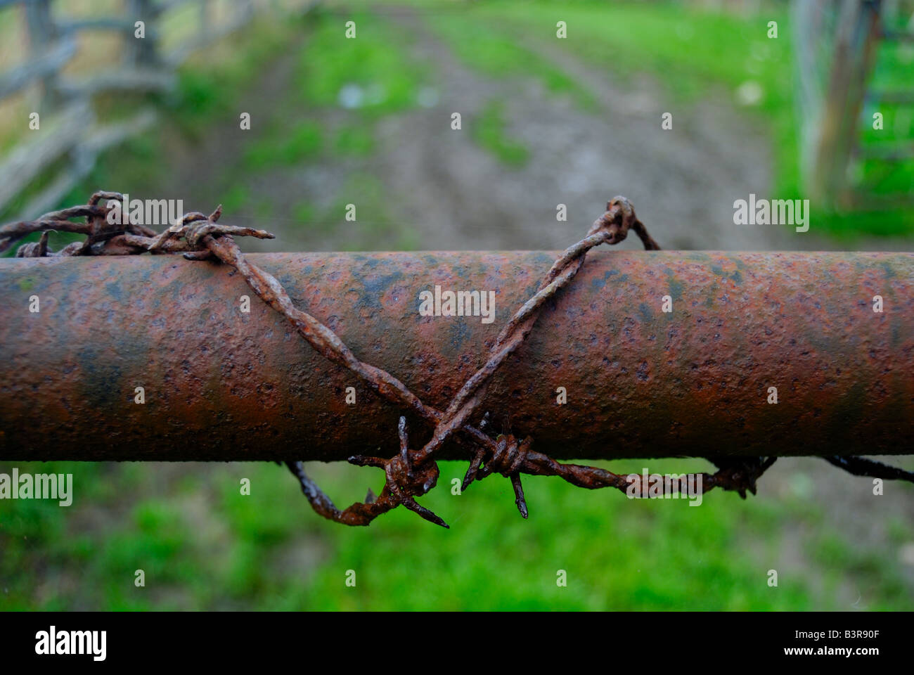 Barb Wire sur un tube Banque D'Images