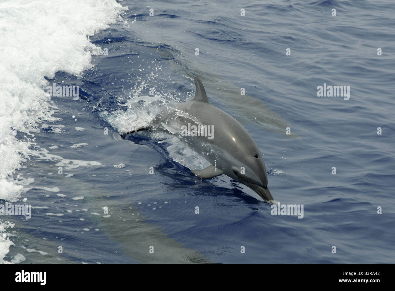 Dauphin tacheté Pantropical Stenella attenuata sautant Kailua Kona Hawaii Banque D'Images