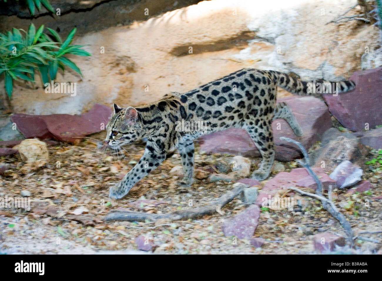 Margay Felis wiedii Arizona désert de Sonora Museum Arizona United States 23 février captifs adultes Félidés Banque D'Images