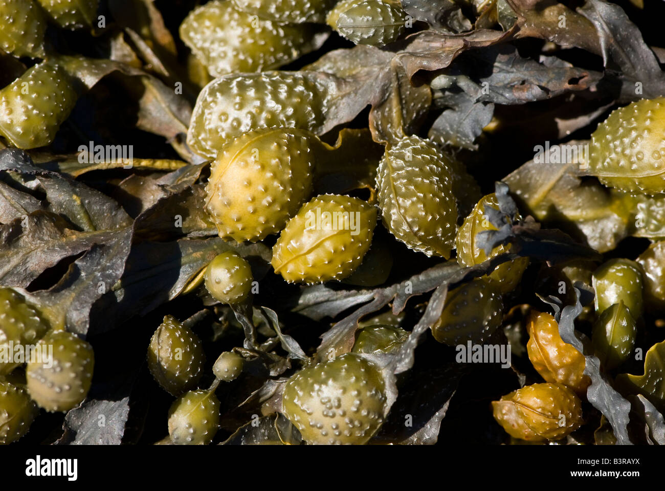 Fucus vésiculeux (Fucus vesiculosus) Banque D'Images