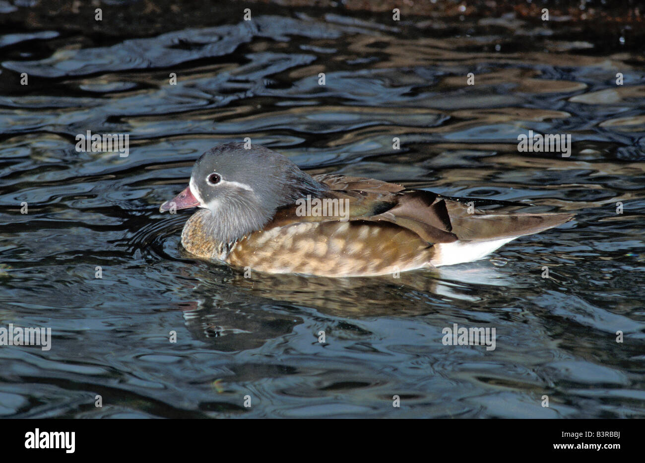Canard Mandarin Aix galericulata Fort Worth Zoo Texas USnited femelles adultes membres Novembre Anatidae captif Banque D'Images