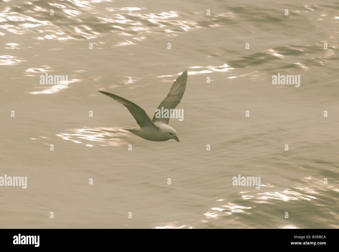 Le Fulmar boréal (Fulmarus glacialis) en vol, le détroit de Davis, Groenland Banque D'Images