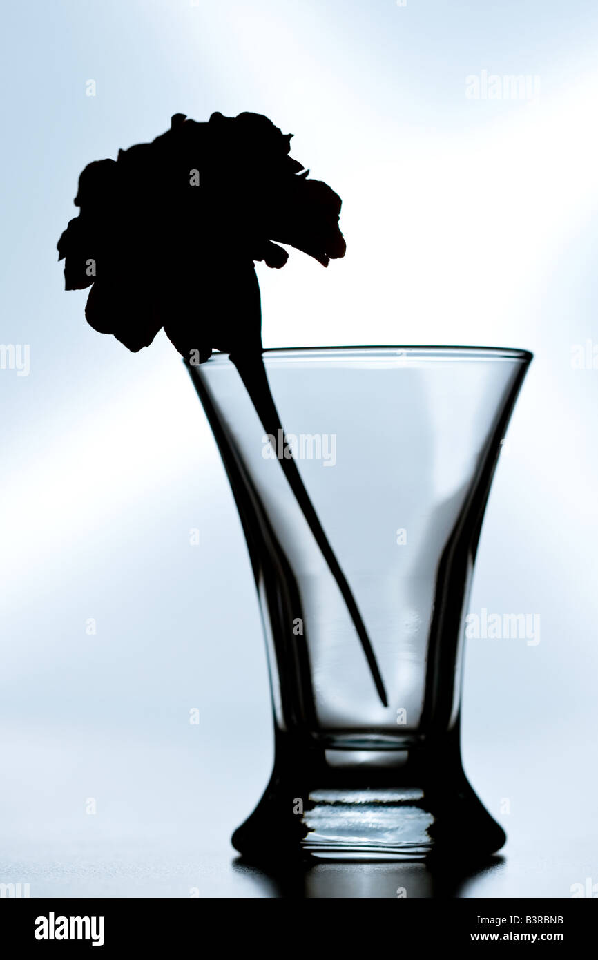 Silhouette d'une fleur dans un verre de cristal vide Banque D'Images